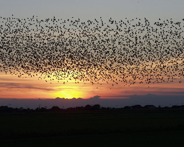 küme baş ağrısı şiddeti