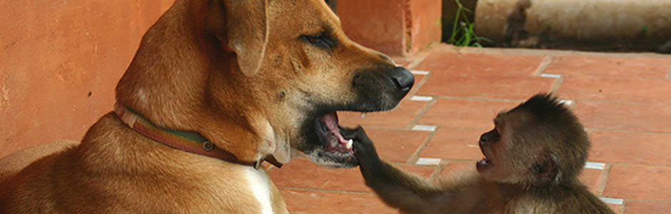 Diş Tedavilerine Dikkat Dr. Emel Gökmen